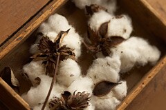 Organic Cotton
