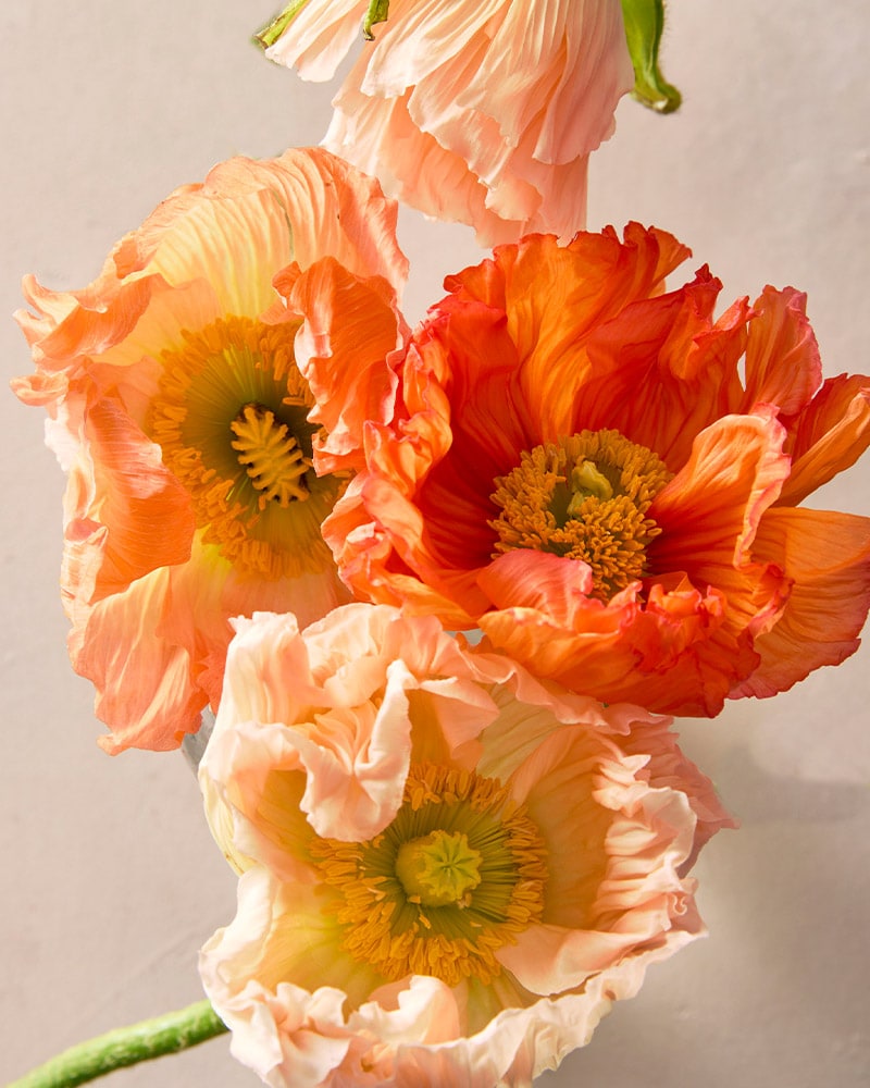 Birthday Capture Hill