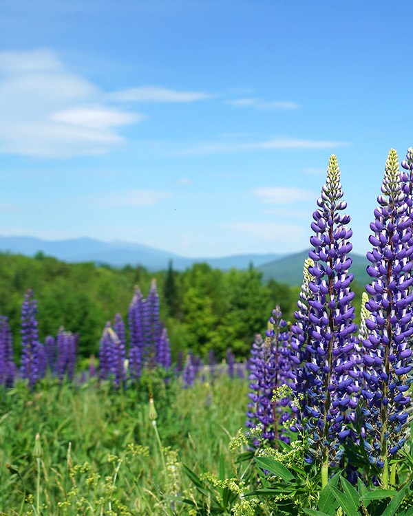 Hill Outlet Store in Franconia, NH